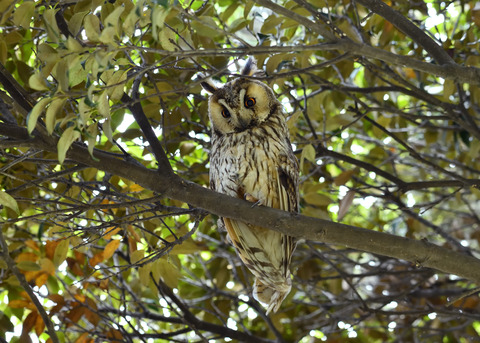 トラフズク♂8727