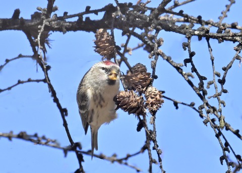 ベニヒワ♀5373