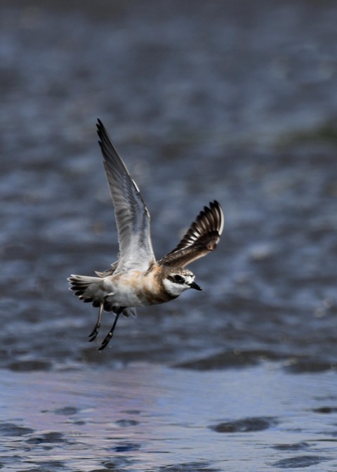 飛ぶ・メダイチドリ2674