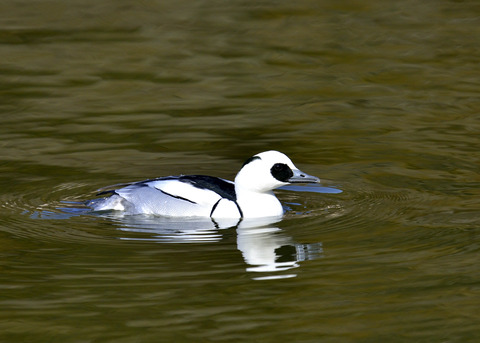 ミコアイサ♂0096