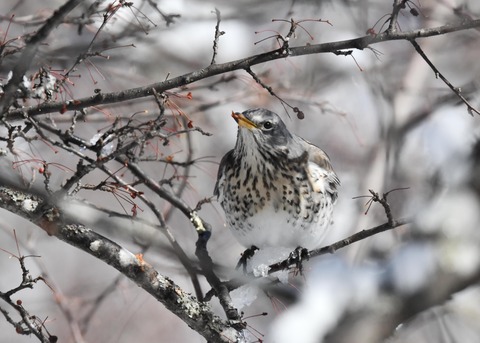 ノハラツグミ3563