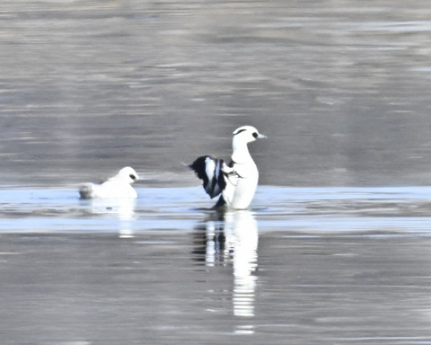 羽ばたくミコアイサ♂4553