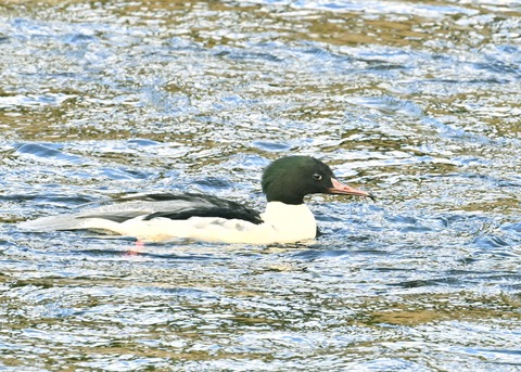 カワアイサ♂2019