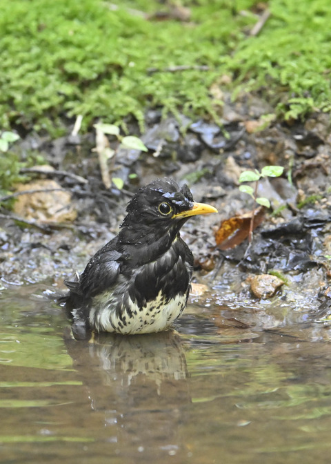 クロツグミ♂4036