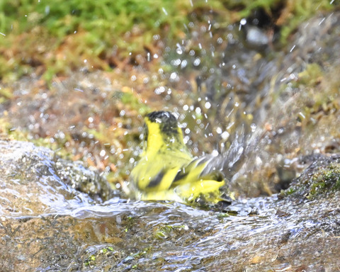 マヒワの水浴び9916