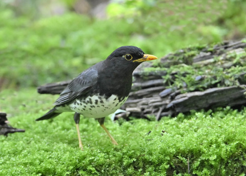 クロツグミ♂5576