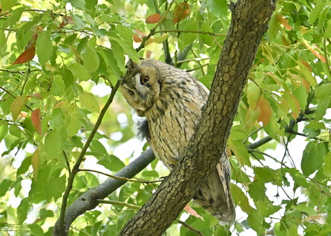 トラフズク♂6966