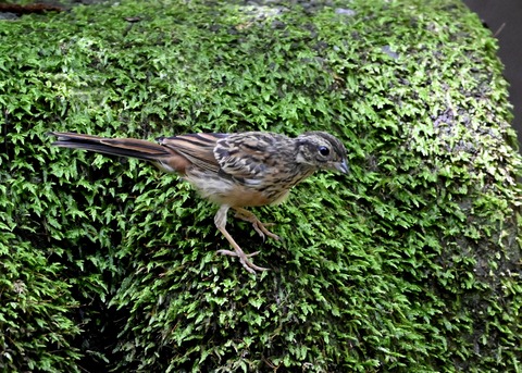 ホオジロ幼鳥6248