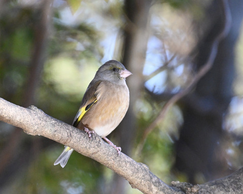 オオカワラヒワ7469