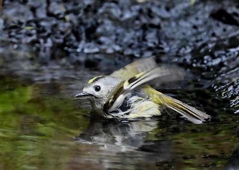 キクイタダキ♀0256