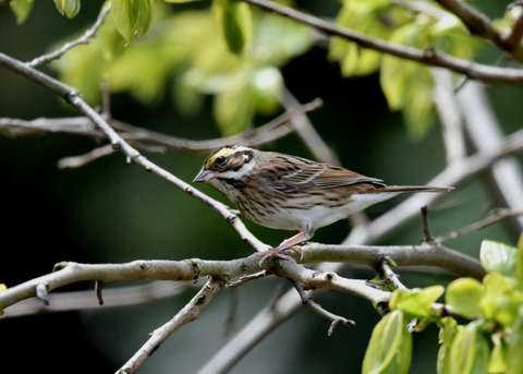 キマユホオジロ♀1689
