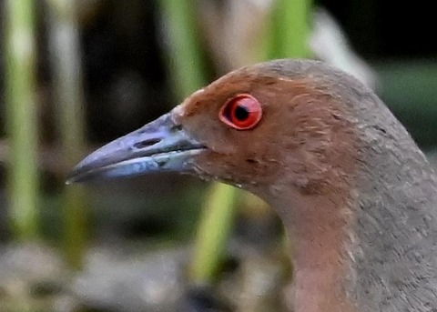 ヒクイナ7001(7914)