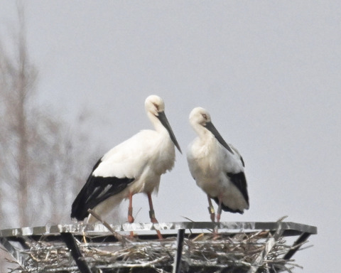 コウノトリのペアー6984