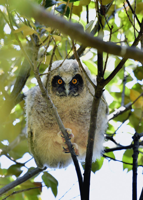 トラフズクのヒナ0219