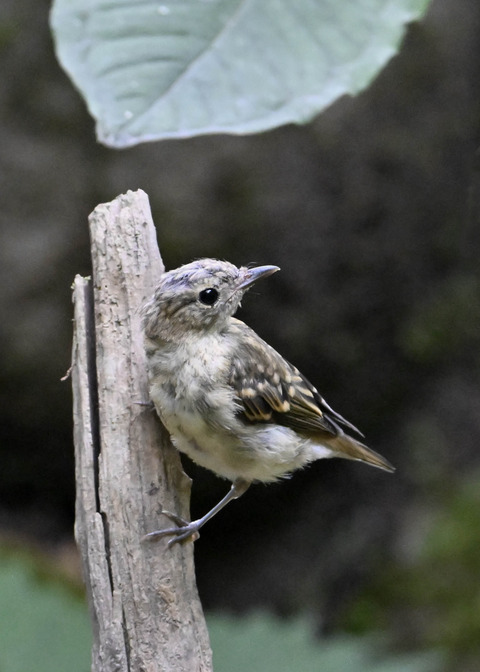 オオルリ♀幼鳥6280