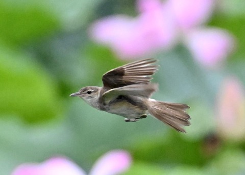 オオヨシキリ9221