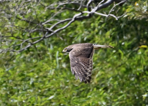 サシバ♀3355