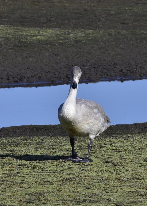 オオハクチョウ幼鳥7831