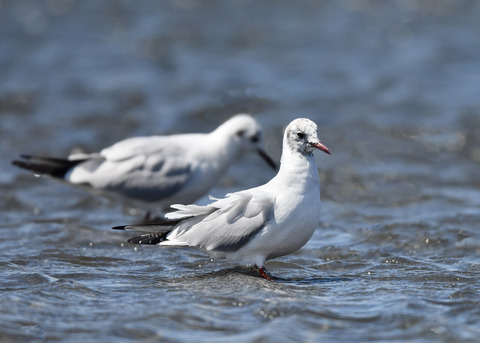 ユリカモメ夏羽9149