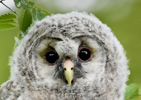 フクロウのヒナ②0042