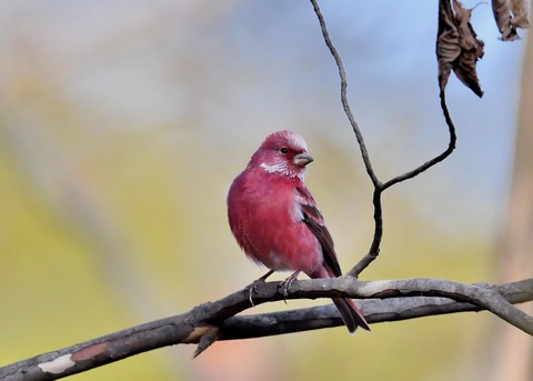 オオマシコ♂5376