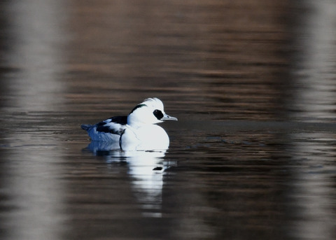 ミコアイサ♂8362