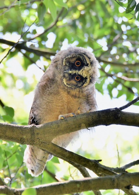 トラフズクのヒナ5424
