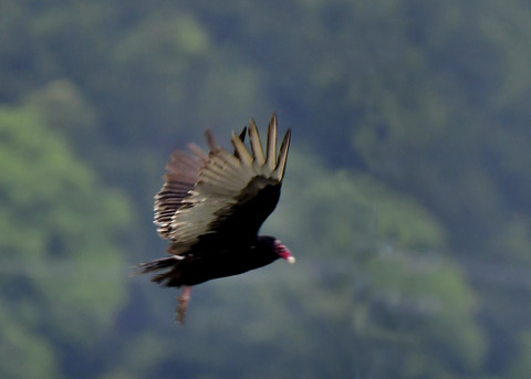 ヒメコンドル0829