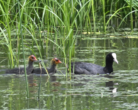 オオバンの親子6208
