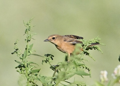 ノビタキ♀5009