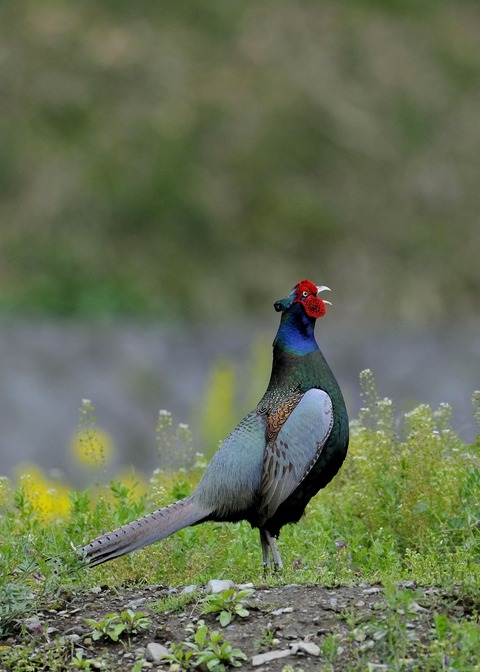 羽広る・キジ♂0280◎