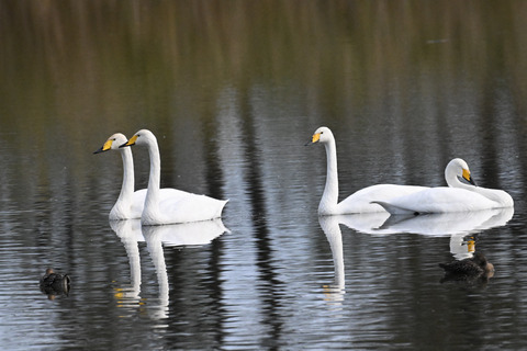 オオハクチョウ4490