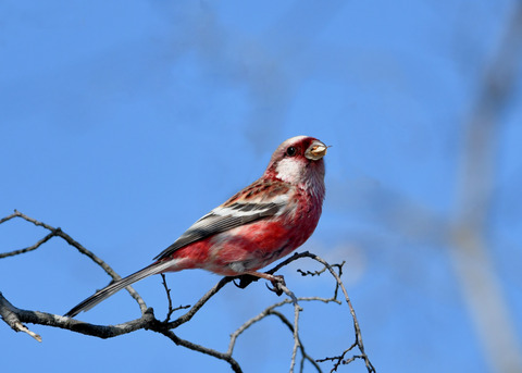 ベニマシコ♂2720