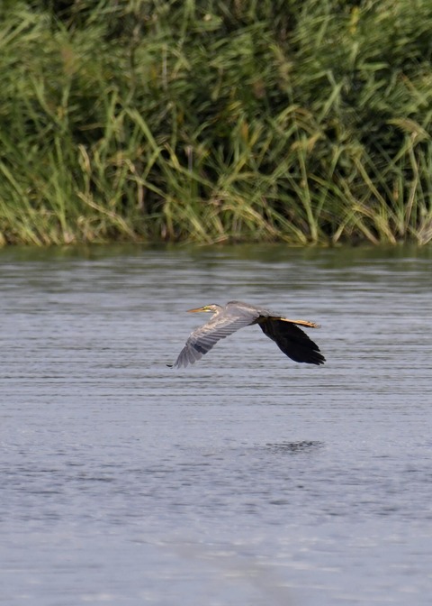 ムラサキサギ6651