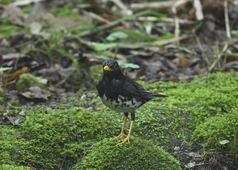 クロツグミ♂9449
