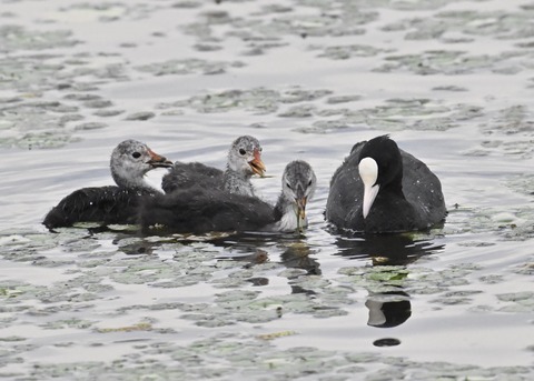 オオバン親子8767