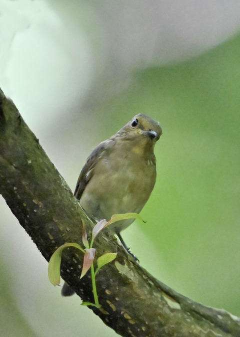オオルリ♀3387