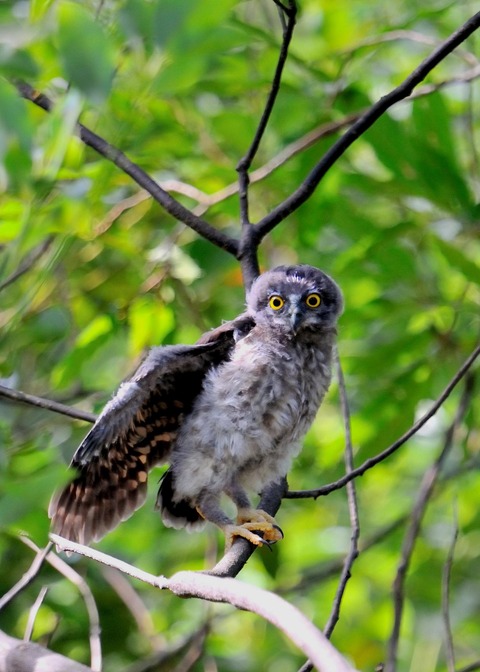 アオバズクのヒナ7785