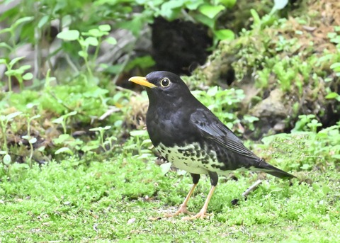 クロツグミ♂2907