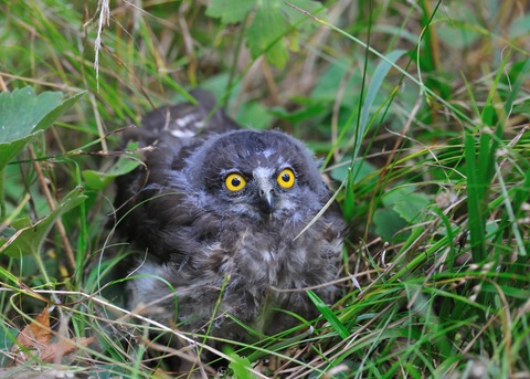アオバズクのひな7101