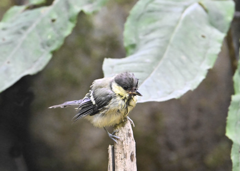 シジュウカラ幼鳥6712