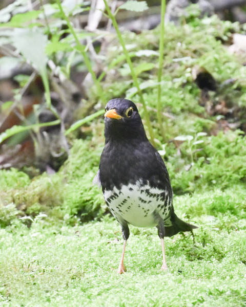 クロツグミ♂5810