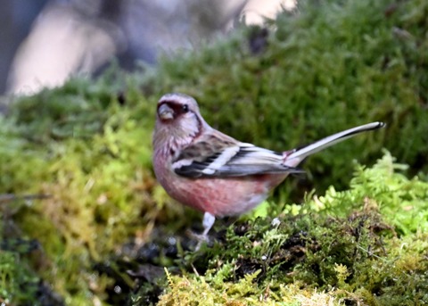 ベニマシコ♂6773