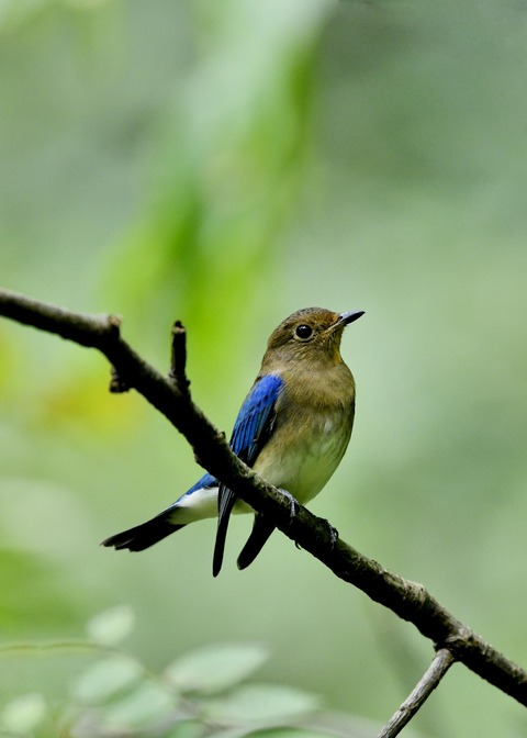 オオルリ♂若鳥0457