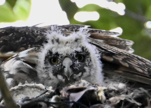 トラフズクのヒナ4753 - コピー