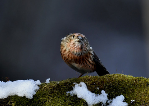 オオマシコ若鳥9586