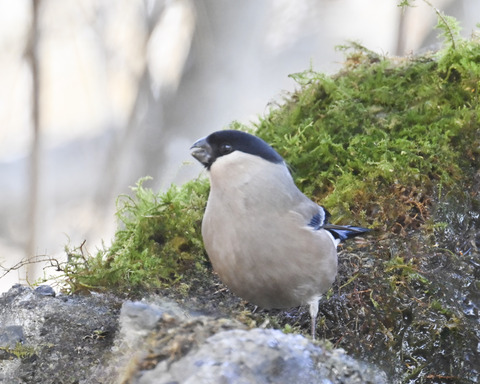 ウソ♀6790