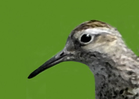 ウズラシギ夏羽後期0000