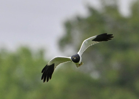 マダラチュウヒ♂5545