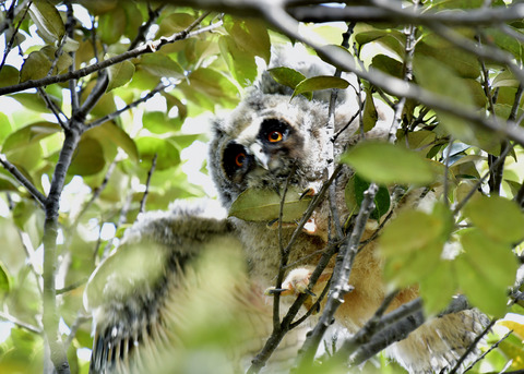 トラフズクのヒナ⑤8410